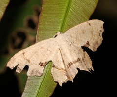 Dysaethria flavistriga