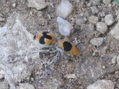 Dasymutilla arachnoides