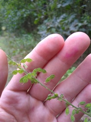 Desmodium sessilifolium