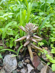 Orostachys