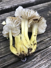 Hygrocybe caespitosa