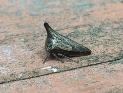 Thelia bimaculata