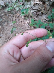Desmodium marilandicum