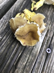 Hygrocybe caespitosa