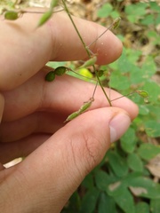 Desmodium marilandicum