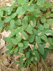 Desmodium marilandicum