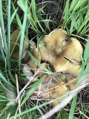 Hygrocybe caespitosa