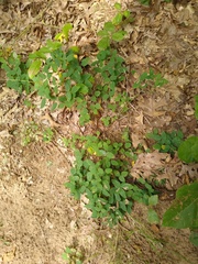 Desmodium marilandicum