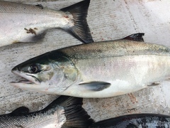 Chum Salmon photo 4