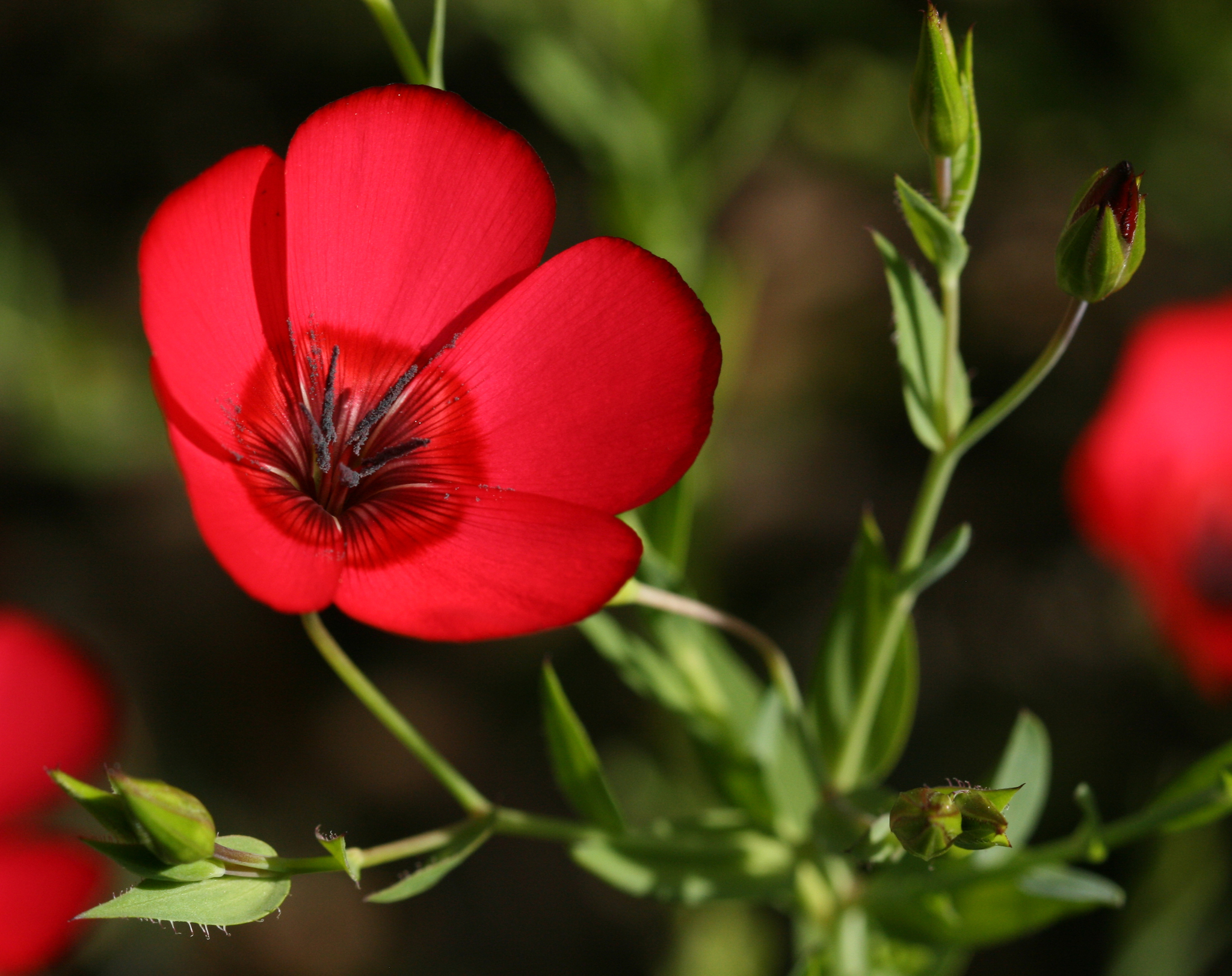 Linum grandiflorum