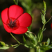 Scarlet Flax - Photo (c) Philip Bouchard, some rights reserved (CC BY-NC-ND)