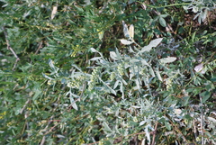 Ambrosia grayi