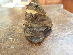 Opsiphanes cassiae cassiae