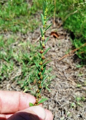 Phyllanthus evanescens