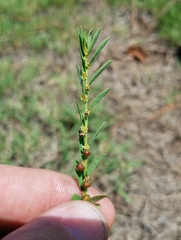 Phyllanthus evanescens