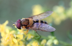 Epistrophe grossulariae