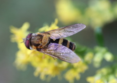 Epistrophe grossulariae