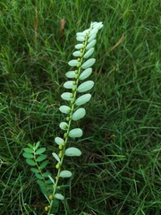 Phyllanthus evanescens