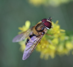 Epistrophe grossulariae