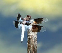 Plathemis subornata