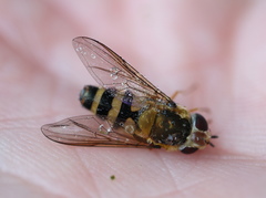 Epistrophe grossulariae