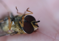 Epistrophe grossulariae