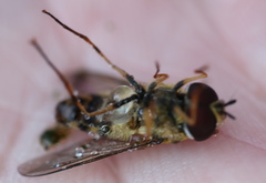 Epistrophe grossulariae