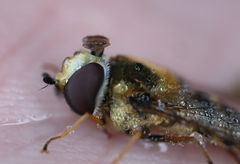 Epistrophe grossulariae