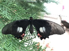 Heraclides anchisiades