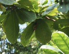 Myotis formosus flavus