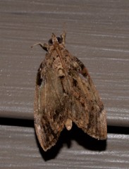 Crocidolomia suffusalis