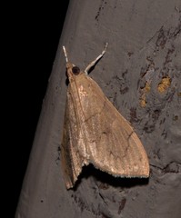 Hyalobathra crenulata