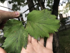 Crataegus chlorosarca