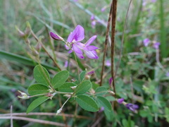 Lespedeza frutescens