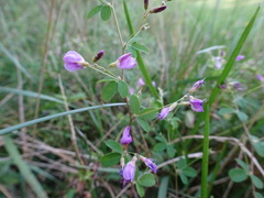 Lespedeza frutescens