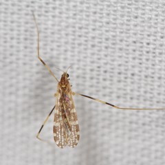 Erioptera