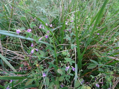 Lespedeza frutescens