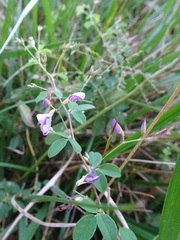 Lespedeza frutescens