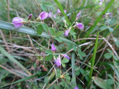 Lespedeza frutescens