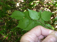 Carpinus laxiflora