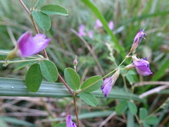 Lespedeza frutescens