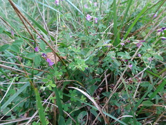 Lespedeza frutescens