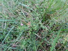 Lespedeza frutescens