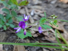 Lespedeza frutescens