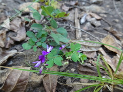Lespedeza frutescens