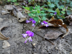 Lespedeza frutescens