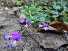 Lespedeza frutescens