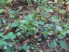 Lespedeza frutescens