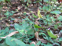 Lespedeza frutescens