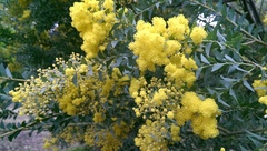 Acacia cultriformis